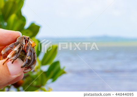 Okinawa Ishigaki Island Mangrove and Okaya Okinawa Ishigaki Island Mangrove and Okaya 44844095