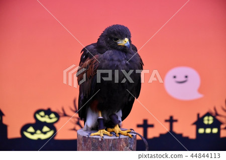 Halloween ~ Halloween 44844113