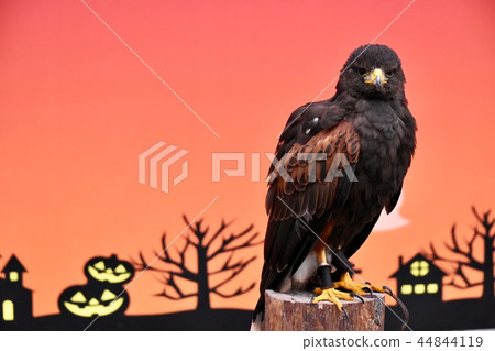 Halloween ~ Halloween 44844119
