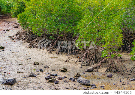 Cluster of Okinawa Ishigaki Island mangrove Cluster of Okinawa Ishigaki Island mangrove 44844165
