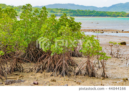 Cluster of Okinawa Ishigaki Island mangrove Cluster of Okinawa Ishigaki Island mangrove 44844166