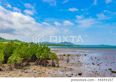 Cluster of Okinawa Ishigaki Island mangrove 44844167