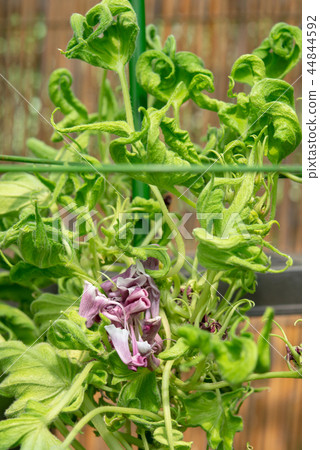 牽牛花501 牽牛花501 44844592