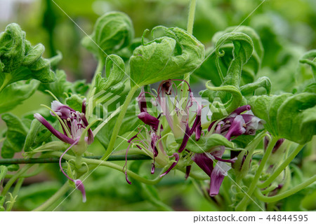 牽牛花504 牽牛花504 44844595