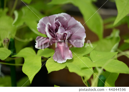 牽牛花505 牽牛花505 44844596