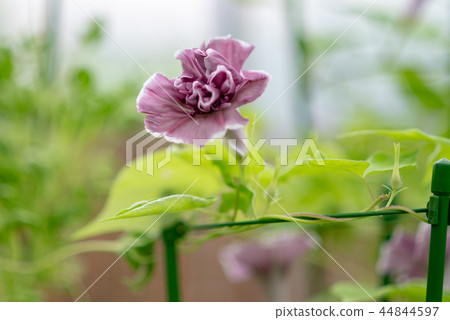 牽牛花506 牽牛花506 44844597