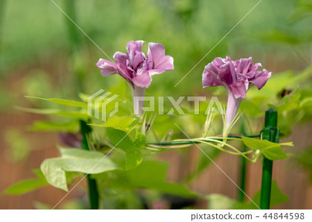 牽牛花507 牽牛花507 44844598