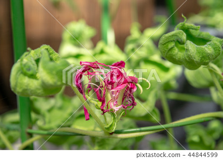 牽牛花508 牽牛花508 44844599