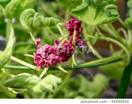 牽牛花509 牽牛花509 44844600