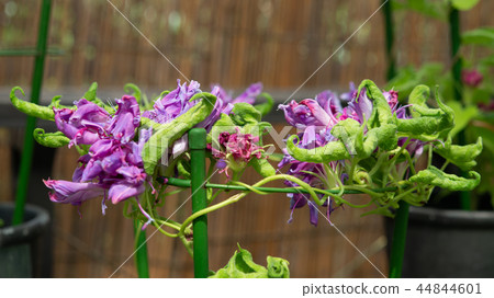牽牛花510 牽牛花510 44844601