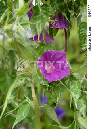 Morning glory 522 Morning glory 522 44844825