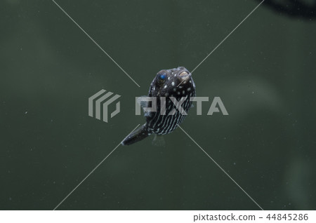 Sazanami puffer fish 44845286