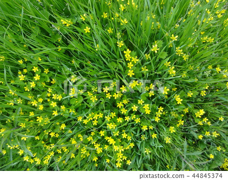 野草 野草 44845374