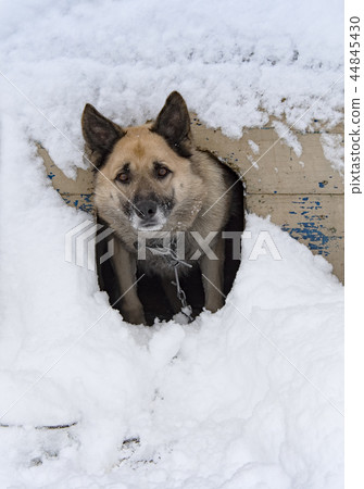 sheep dog 44845430