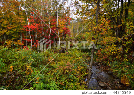 Autumn leaves 44845549