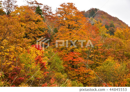 Autumn leaves 44845553