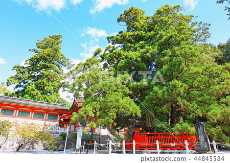 福岡縣福岡市柏宮(東杉)東區 福岡縣福岡市柏宮(東杉)東區 44845584