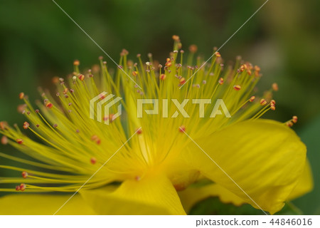 美麗的花瓣黃色1 美麗的花瓣黃色1 44846016