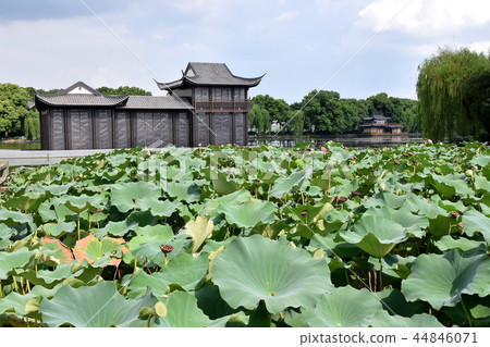 Karen-style lotus Karen-style lotus 44846071