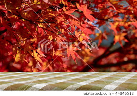 Picnic table with fully red Japanese maple tree. Picnic table with fully red Japanese maple tree. 44846518