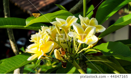 Clearly blooming plumeria Clearly blooming plumeria 44847165