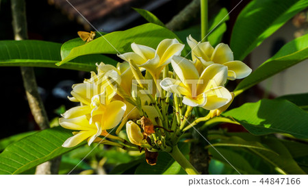 鮮豔的雞蛋花 鮮豔的雞蛋花 44847166