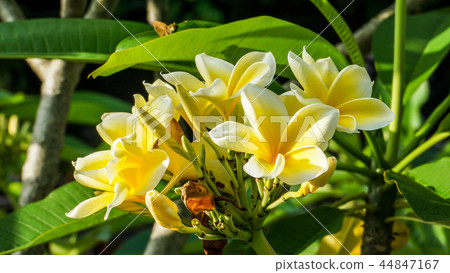 Clearly blooming plumeria 44847167
