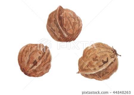 核桃胡桃 44848263