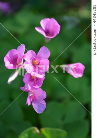 酢漿articulata 44848289