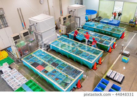Numazu Port, Shizuoka Pref. Auction of Fish Market 44848331