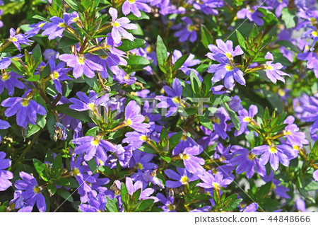 Blue fan flower (Suehiro grass) Blue fan flower (Suehiro grass) 44848666