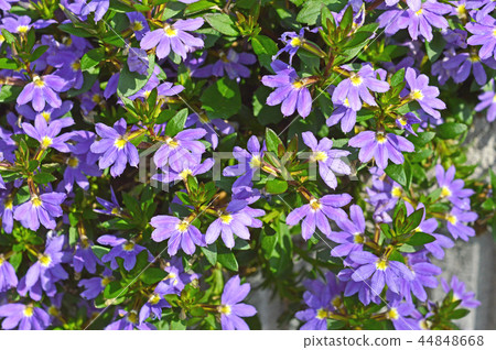 Blue fan flower (Suehiro grass) Blue fan flower (Suehiro grass) 44848668