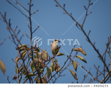 Moz，藍天 44849233