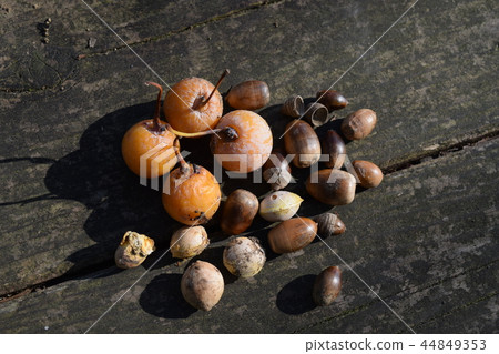 銀杏和橡子 44849353