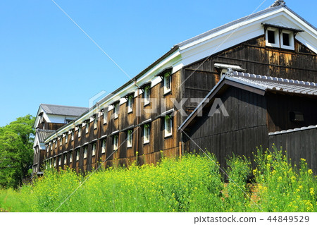 Fushimi's sake brewery and rape blossoms 44849529