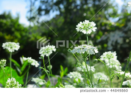 奧雷亞花 44849860