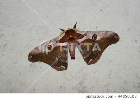 Himeyamayama 44850108