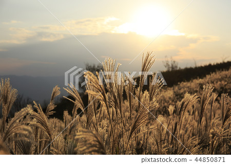 Susukino of Ibaraki plateau shining in golden color 2018 autumn Susukino of Ibaraki plateau shining in golden color 2018 autumn 44850871