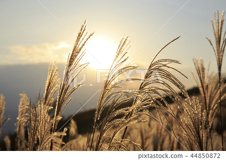 Susukino of Ibaraki plateau shining in golden color 2018 autumn 44850872