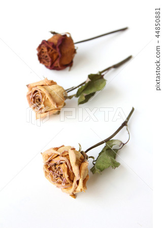 幹玫瑰色的花 44850881