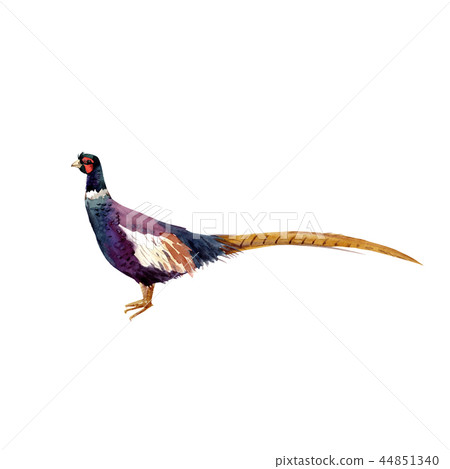 Watercolor pheasant vector illustration Watercolor pheasant vector illustration 44851340