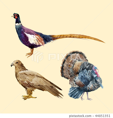 Watercolor pheasant eagle turkey Watercolor pheasant eagle turkey 44851351