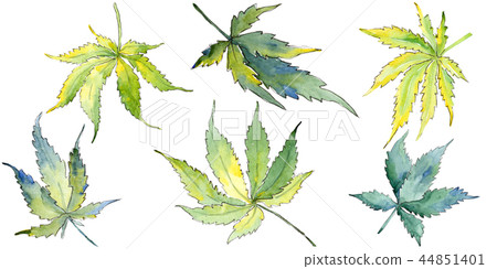 Green cannabis leaf. Leaf plant botanical garden floral foliage. Isolated illustration element. Green cannabis leaf. Leaf plant botanical garden floral foliage. Isolated illustration element. 44851401