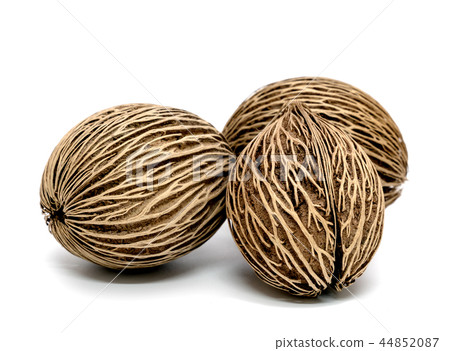 Suicide, Pong pong seed or Alstonia scholaris Suicide, Pong pong seed or Alstonia scholaris 44852087