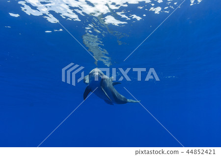 游泳在Bonin藍色海的南部寬吻海豚的父母和孩子 44852421