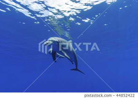 游泳在Bonin藍色海的南部寬吻海豚的父母和孩子 44852422