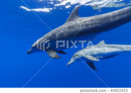 游泳在Bonin藍色海的南部寬吻海豚的父母和孩子 44852423