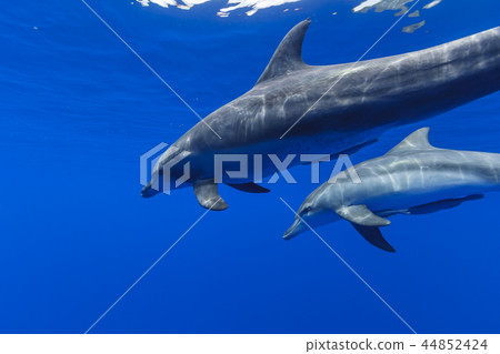 Parent and child of a southern bottlenose dolphin swimming in the sea of Bonin blue 44852424
