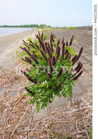 Watarose Reservoir Itachihagi Amorpha fruitcosa Kurobana Enju 44852608