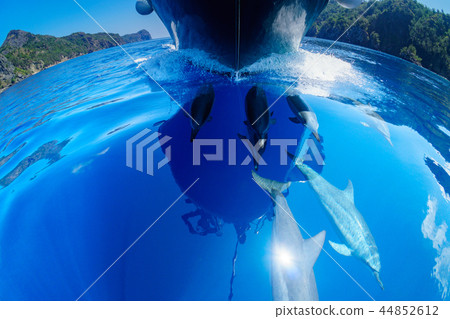 一群錠床工人在小笠原海中游泳 44852612